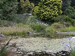 Pond at Dwarf Conifer collection