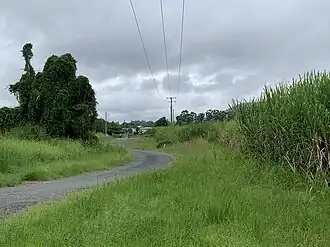 Sugarcane fields, looking south down Cane Farm Road, Alberton, 2022
