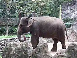 Sumatran elephant