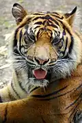 Sumatran tiger featured in the zoo's Asian Forest exhibit