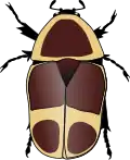 Pachnoda marginata peregrina