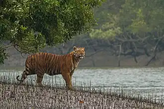 A tiger in the Sundarban Tiger Reserve, Sundarbans National Park