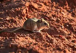 Brown gerbil