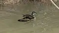 Female in nonbreeding plumage. Contrast with the males shown below; in particular note the small chestnut cheek patches that remain visible.