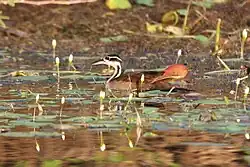 Male in breeding plumage foraging amidst Nymphoides in Blue Hole National Park, Belize. Note the duller red bill, and the lack of a cheek-patch compared to a breeding female.