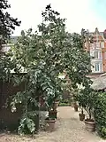 Arborescent specimen of S. yunnanensis growing in the Chelsea Physic Garden