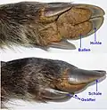 Hooves of a pig showing dewclaws