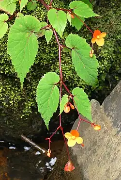 Begonia sutherlandii