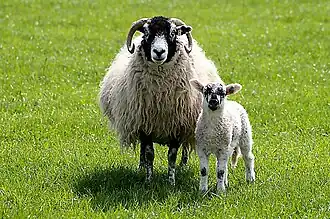 A Swaledale ewe with a mule lamb