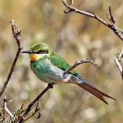 Swallow-tailed Bee-eater (Merops hirundineus hirundineus) in Tswalu Kalahari Reserve, South Africa