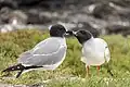 Courtship