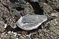Nesting with egg