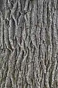 Bark