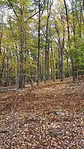 Hardwoods and withering cinnamon fern