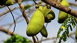 fruit