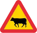Cattle