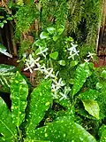 Clematis terniflora along with other plants