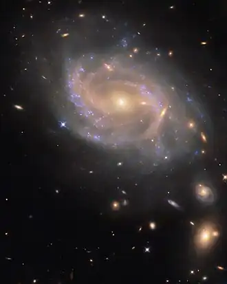 A spiral galaxy with a disc made up of several swirling arms. Patchy blue clouds of gas are speckled over the disc, where stars are forming and lighting up the gas around them. The core of the galaxy is large and shines brightly gold, while the spiral arms are a paler and faint reddish colour. Neighbouring galaxies - from small, elongated spots to larger swirling spirals - can be seen across the black background.