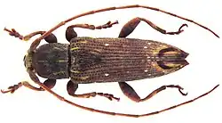 A close-up photograph of Sybra palawana, a brown beetle with six legs and long antennas. The end of the beetle’s thorax is gold and brown.