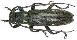 Sybra subbiguttulata
