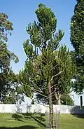 Cultivated tree in Sydney