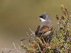Spectacled warbler, Gran Canaria