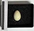 Egg, Collection Museum Wiesbaden, Germany