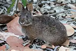 a brown rabbit