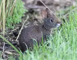 Small brown rabbit looking up above grasses