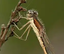 Detail of a male