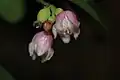 Symphoricarpos albus flowers