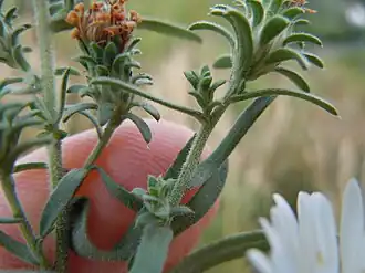 Bracts, involucres, and phyllaries