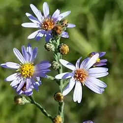 Inflorescence