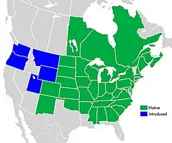 Symphyotrichum novae-angliae range map: Native distribution in green: Canada — Manitoba, New Brunswick, Nova Scotia, Ontario, and Québec; US — Alabama, Arkansas, Colorado, Connecticut, Delaware, District of Columbia, Georgia, Illinois, Indiana, Iowa, Kansas, Kentucky, Maine, Maryland, Massachusetts, Michigan, Minnesota, Mississippi, Missouri, Nebraska, New Hampshire, New Jersey, New Mexico, New York, North Carolina, North Dakota, Ohio, Oklahoma, Pennsylvania, Rhode Island, South Carolina, South Dakota, Tennessee, Virginia, West Virginia, and Wisconsin. Introduced North American distribution in blue: US — Montana, Oregon, Utah, Washington, and Wyoming.