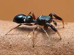 S. bishopi