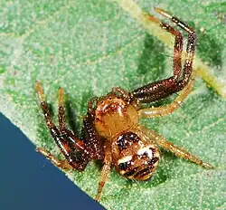 female