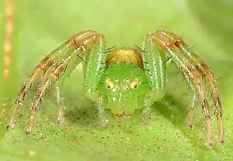 female