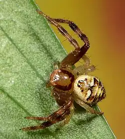 female