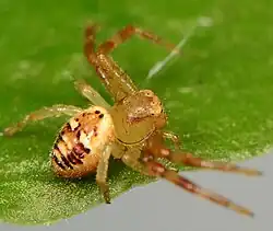 female