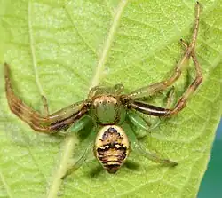 female