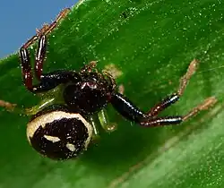 female