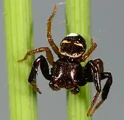 male