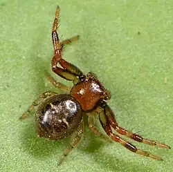 juvenile female