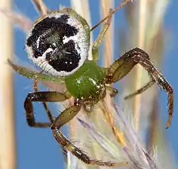 female