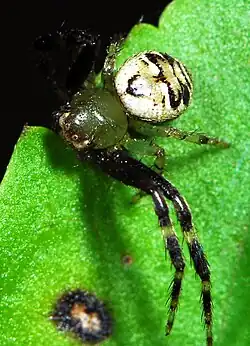 female