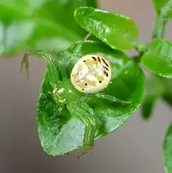 female