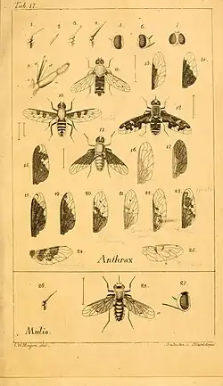 Vol 2, 1820, Plate 17 (Picture-winged flies)