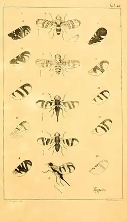 Vol 5, 1826, Plate 49 (Trypeta fruit flies)