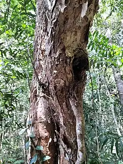 Trunk
