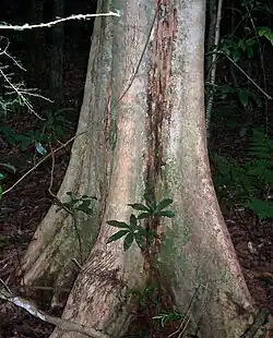Sour cherry at Boorganna Nature Reserve